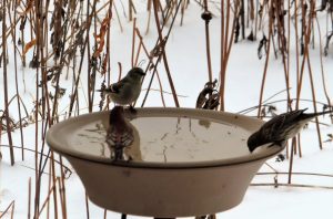 Heated bird bath. Photo by M. Barker