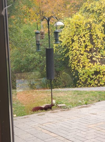 through a window, a squirrel is at the bottom of a bird feeder pole that has four hanging feeders and a squirrel baffle on the pole.