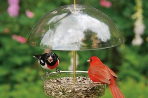Droll Yankees Seed saver bird feeder