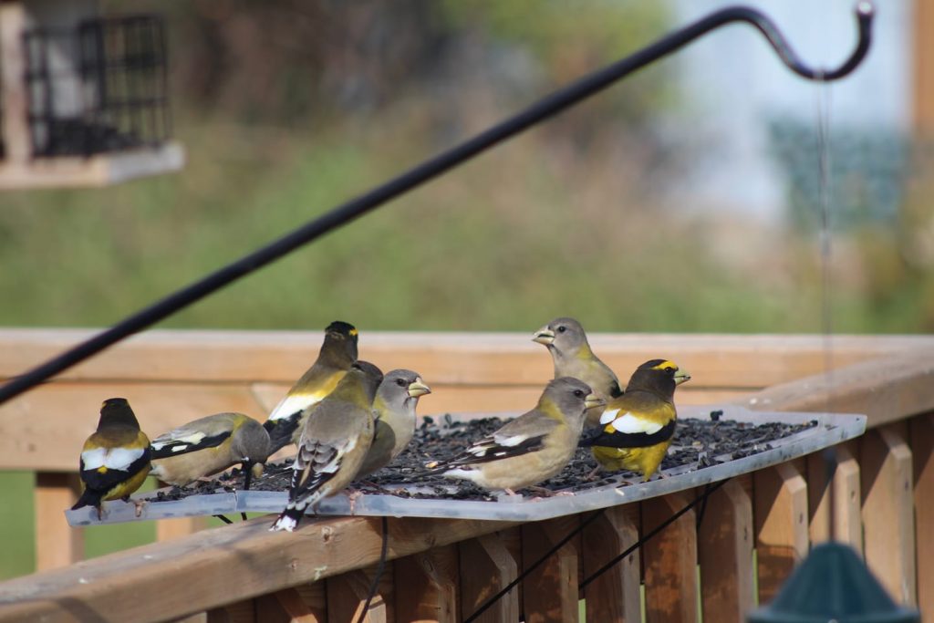 Seen any Evening Grosbeaks yet? – The Avant-Garden Shop