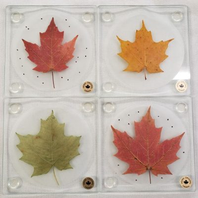 Coasters - Maple Leaf (Individual) - Green, Yellow or Red