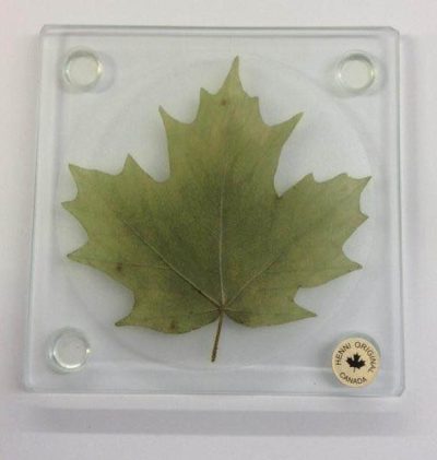 Coasters - Maple Leaf (Individual) - Green, Yellow or Red - Image 3