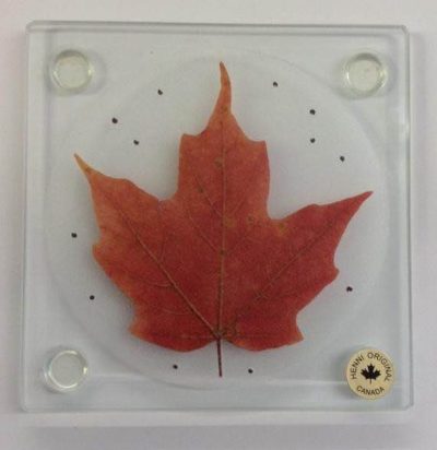 Coasters - Maple Leaf (Individual) - Green, Yellow or Red - Image 2